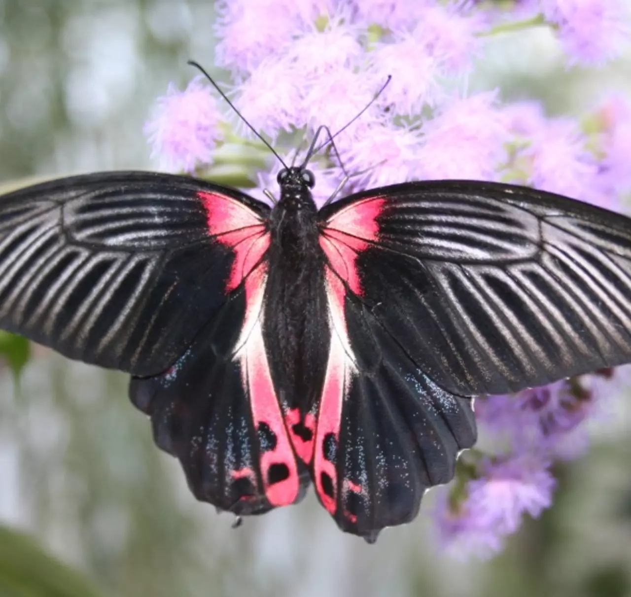All about butterflies typesofbutterflies
