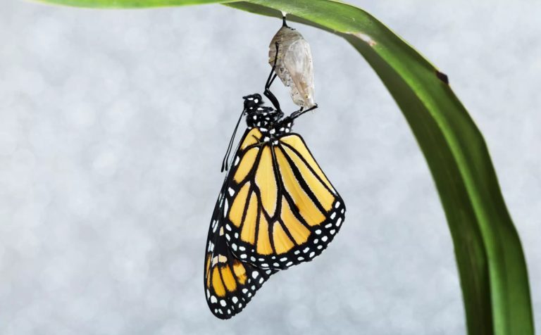 ALL ABOUT BUTTERFLIES visual data 3