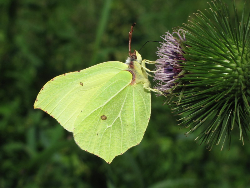brimstone common brimstone (4)