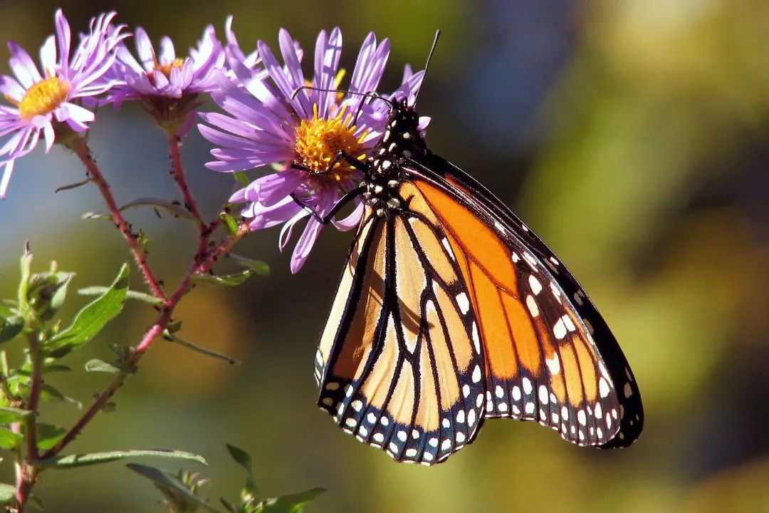 butterfly diet：what do butterflies eat (1)