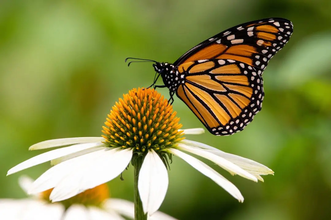 butterfly diet：what do butterflies eat (2)