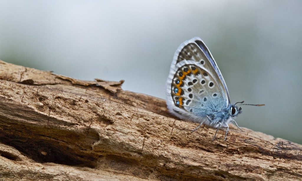 butterfly habitat (6)