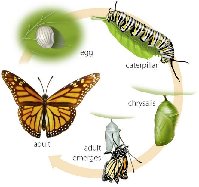 butterfly life cycle (1)