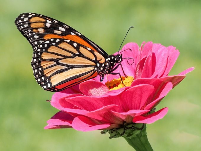 what do monarch butterflies eat (2)