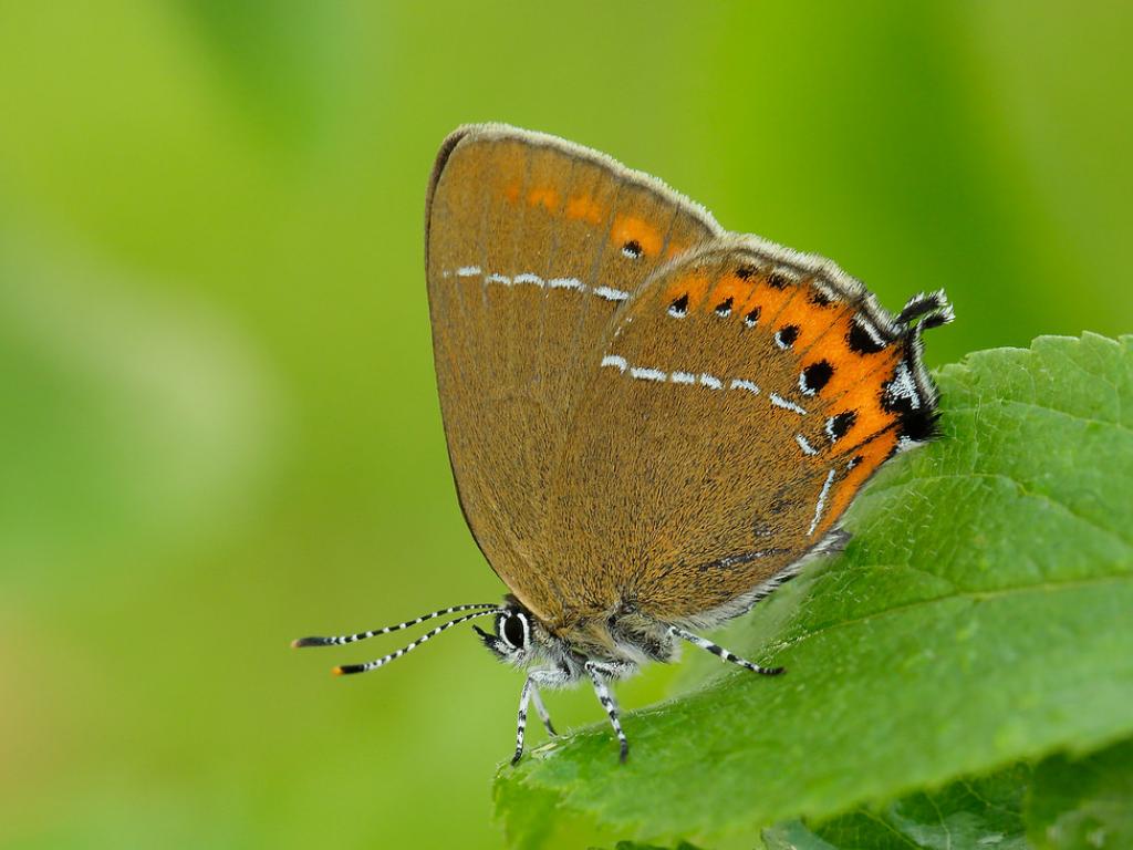 black hairstreak butterfly (1)
