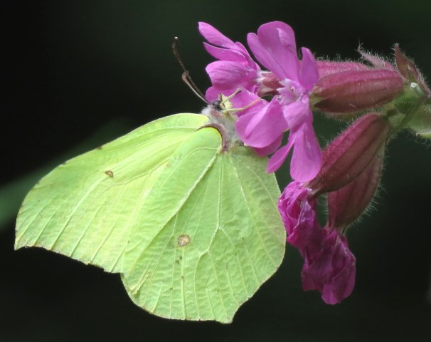 brimstone butterfly (5)