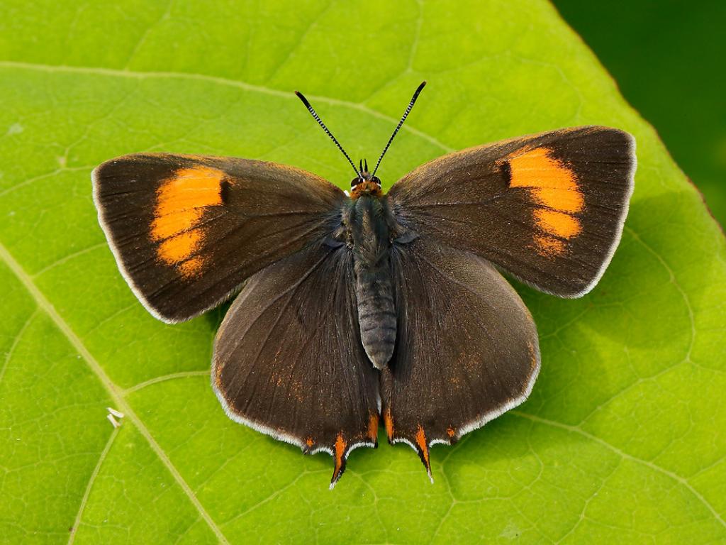 brown argus butterfly (1)