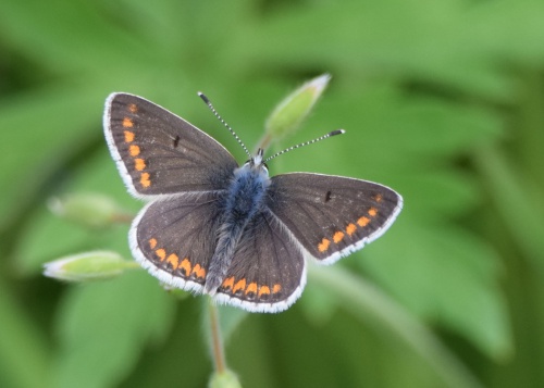 brown argus butterfly (6)