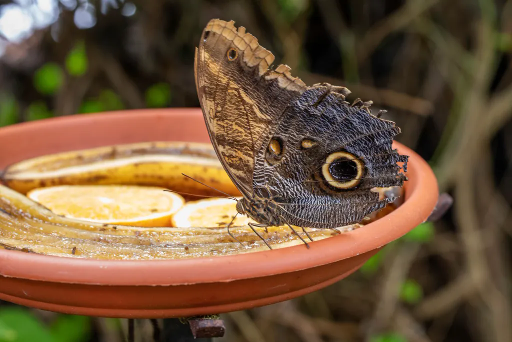 how to attract butterflies to your garden (5)