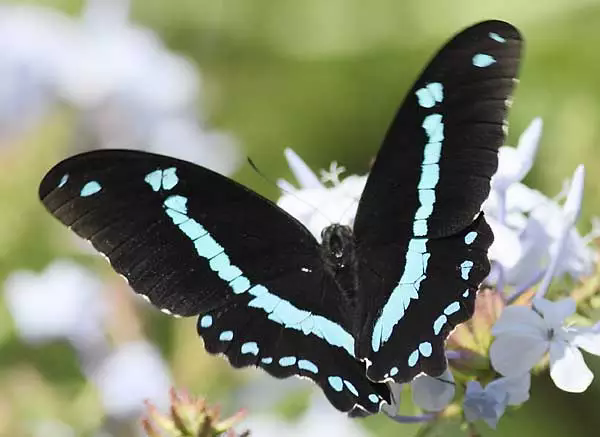 blue banded swallowtail butterfly papilio nireus (1)