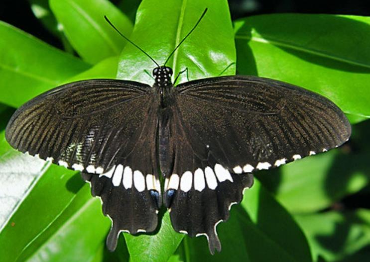 blue banded swallowtail butterfly papilio nireus (2)
