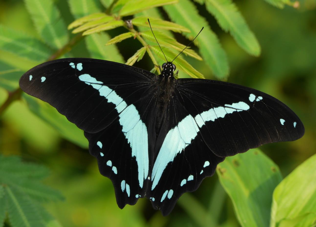 blue banded swallowtail butterfly papilio nireus (3)