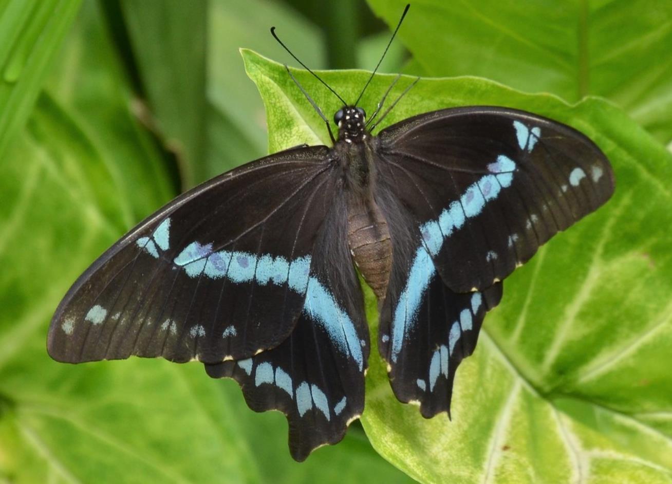 blue banded swallowtail butterfly papilio nireus (4)