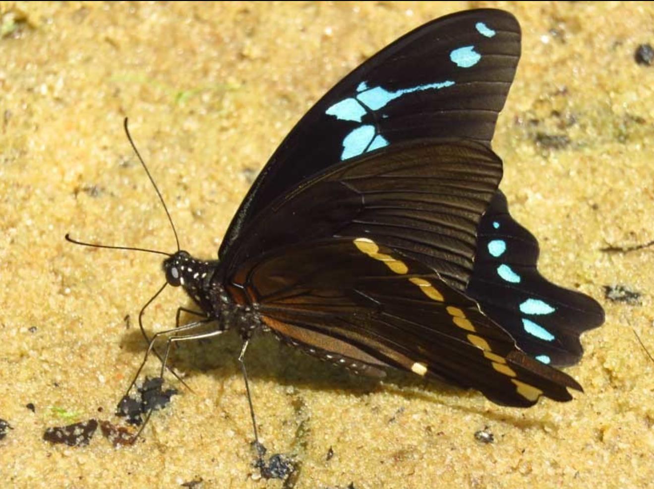 blue banded swallowtail butterfly papilio nireus (5)