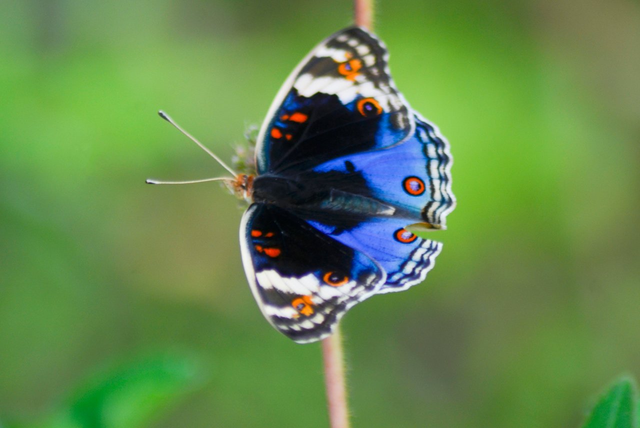 blue pansy butterfly junonia orithya (7)