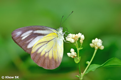 chocolate albatross butterfly appias lyncida (5)