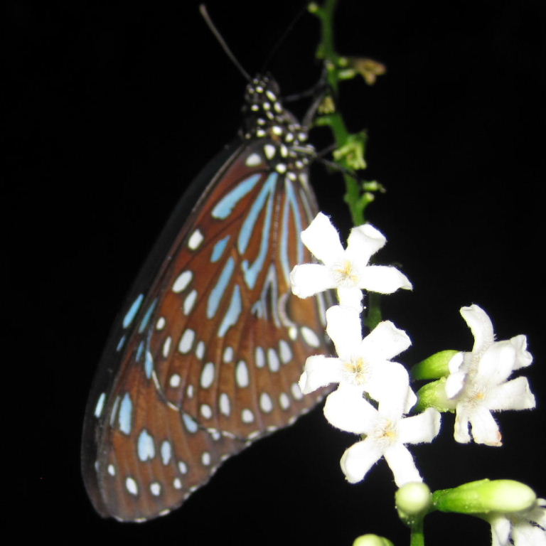 dark blue tiger butterfly tirumala septentrionis (6)