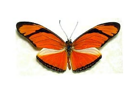 dryas iuliajulia butterfly facts (1)