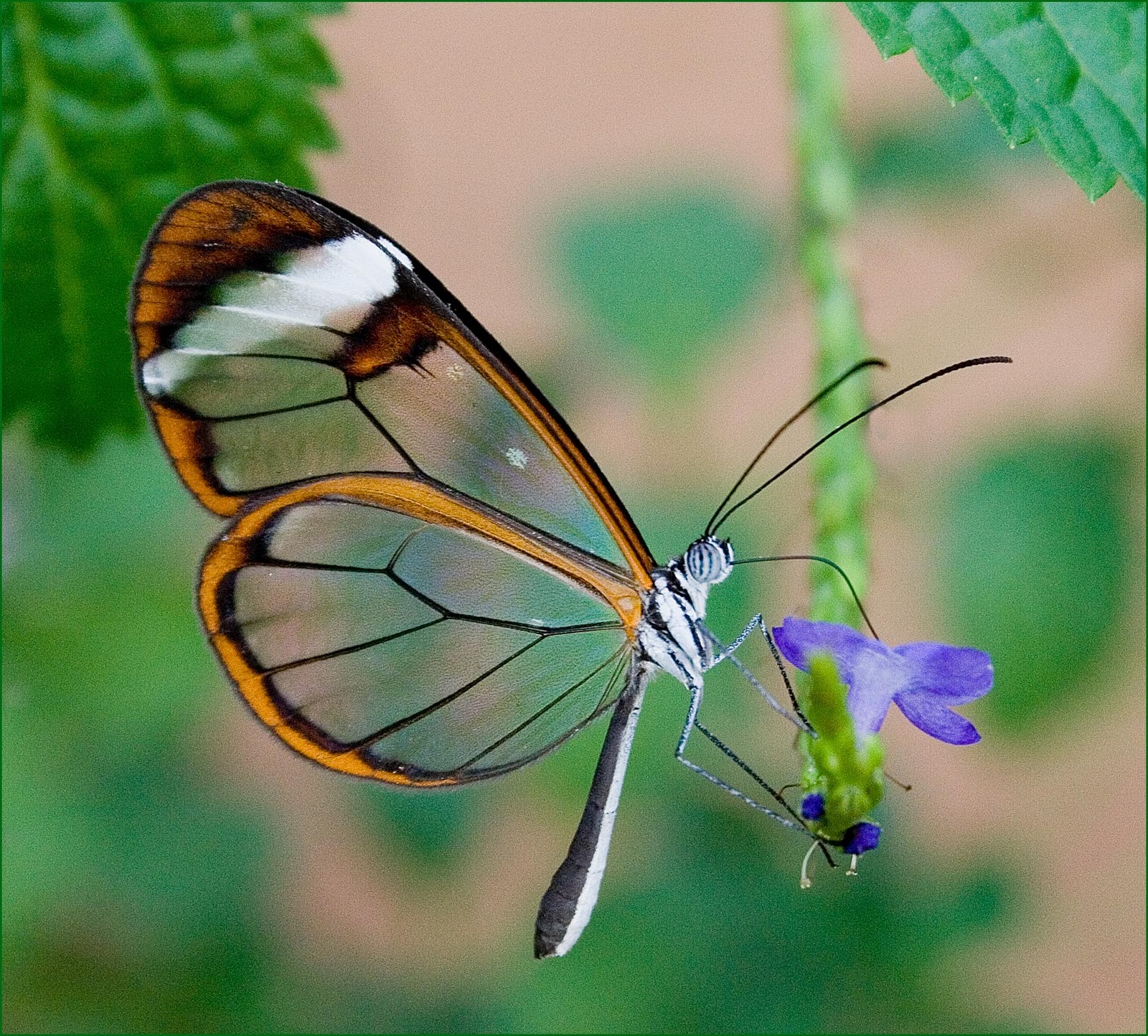 glasswing butterfly habitat,life cycle facts (4)