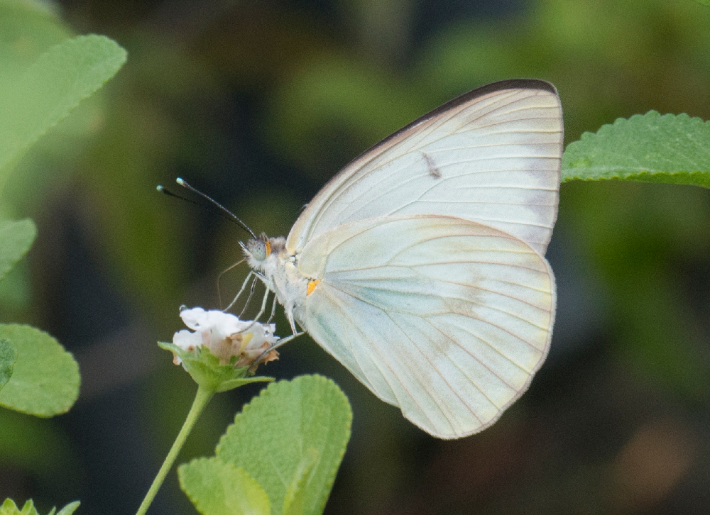 great southern white butterfly (1)