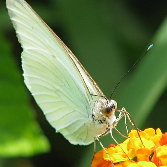 great southern white butterfly (2)