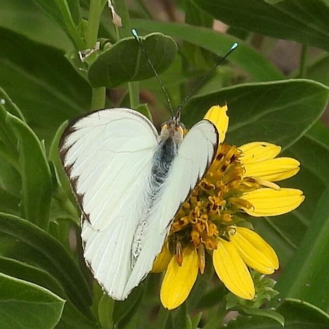 great southern white butterfly (3)