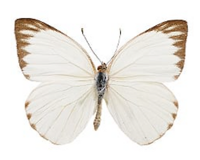 great southern white butterfly