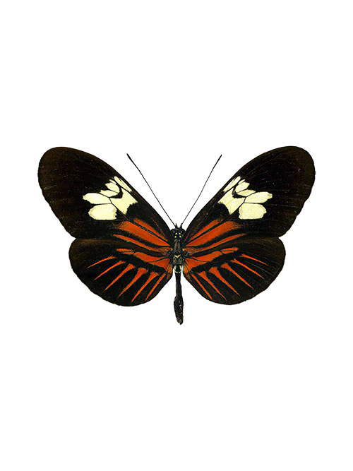 heliconius melpomene red postman butterfly (1)
