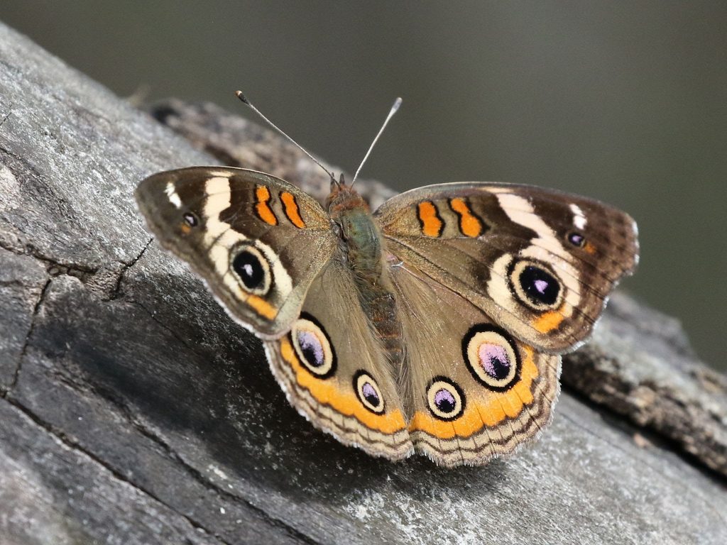 a common buckeye butterfly (junonia coenia) in south texas