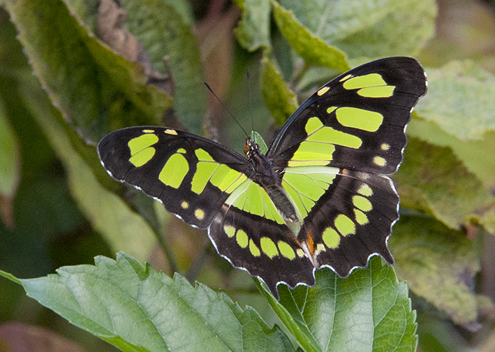 malachite butterfly facts siproeta stelenes (8)