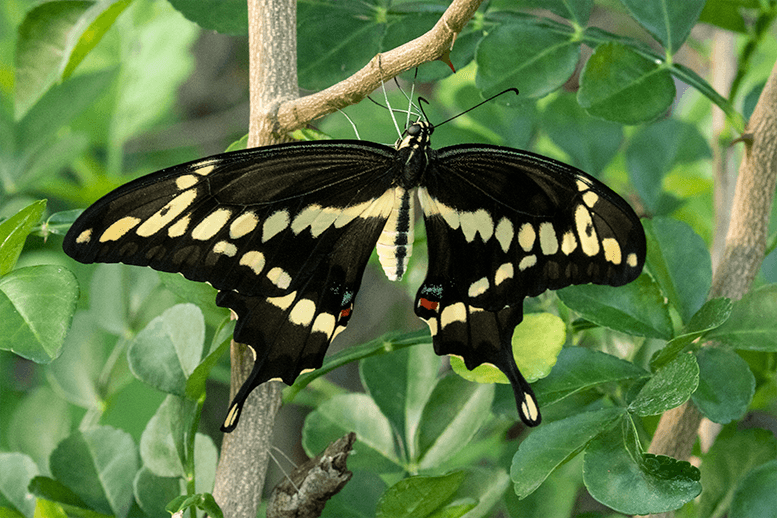 orange swallowtail butterfly papilio cresphontes (1)