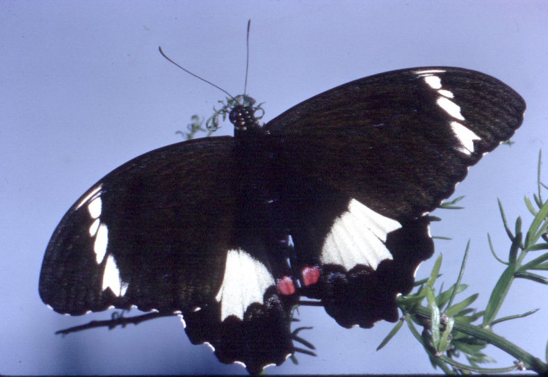 orchard swallowtail butterfly (6)