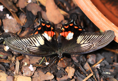 papilio rumanzovia scarlet mormon butterfly (6)