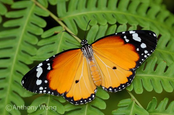 plain tiger butterfly danaus chrysippus (3)