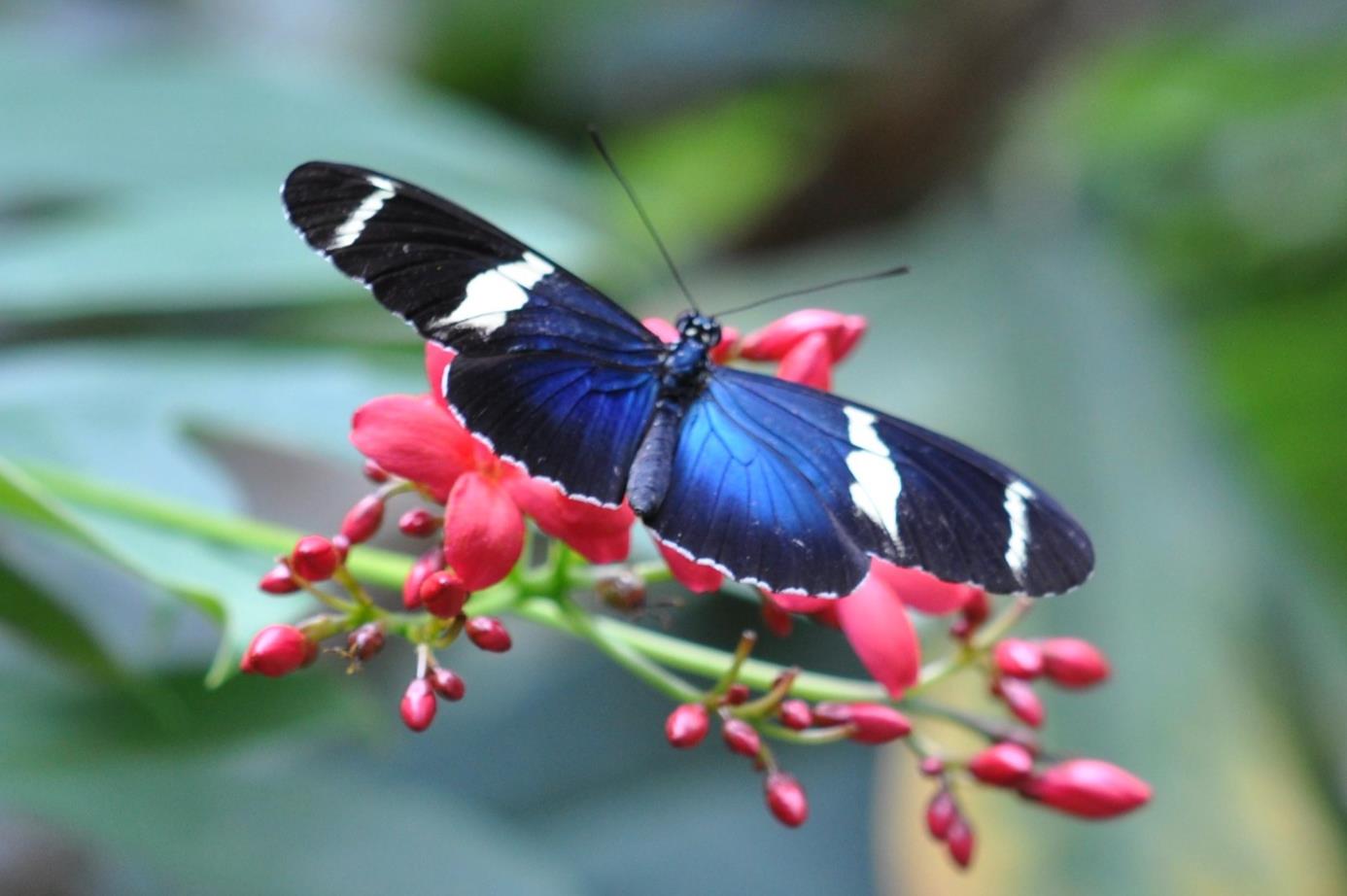 small blue grecian sara longwing butterfly (6)