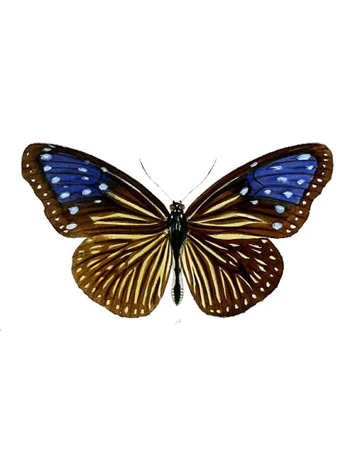 striped blue crow euploea mulciber (1)