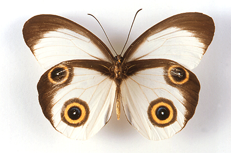 taenaris catops small owl butterfly (1)