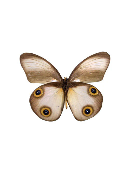 taenaris catops small owl butterfly (1)