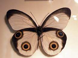 taenaris catops small owl butterfly (2)