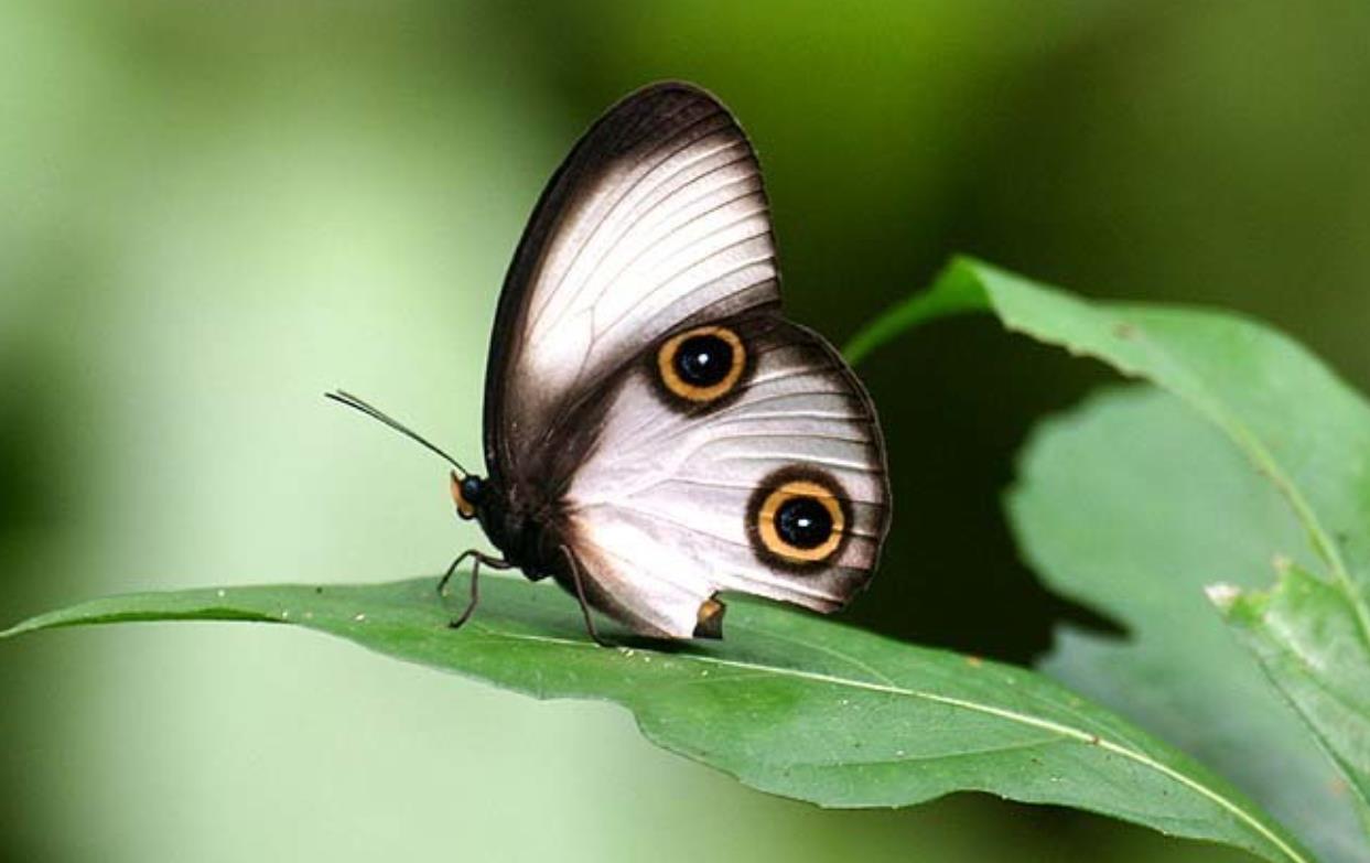 taenaris catops small owl butterfly (3)