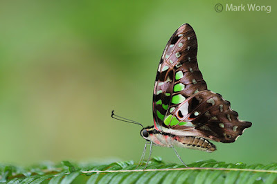 tailed jay butterfly graphium agamemnon (6)