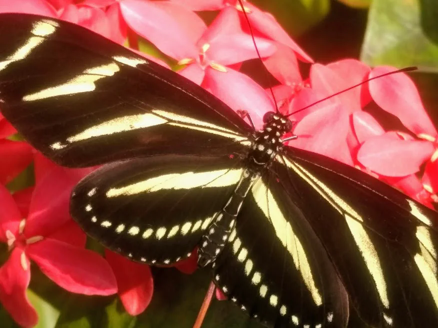 zebra longwing butterfly heliconius charithonia (1)