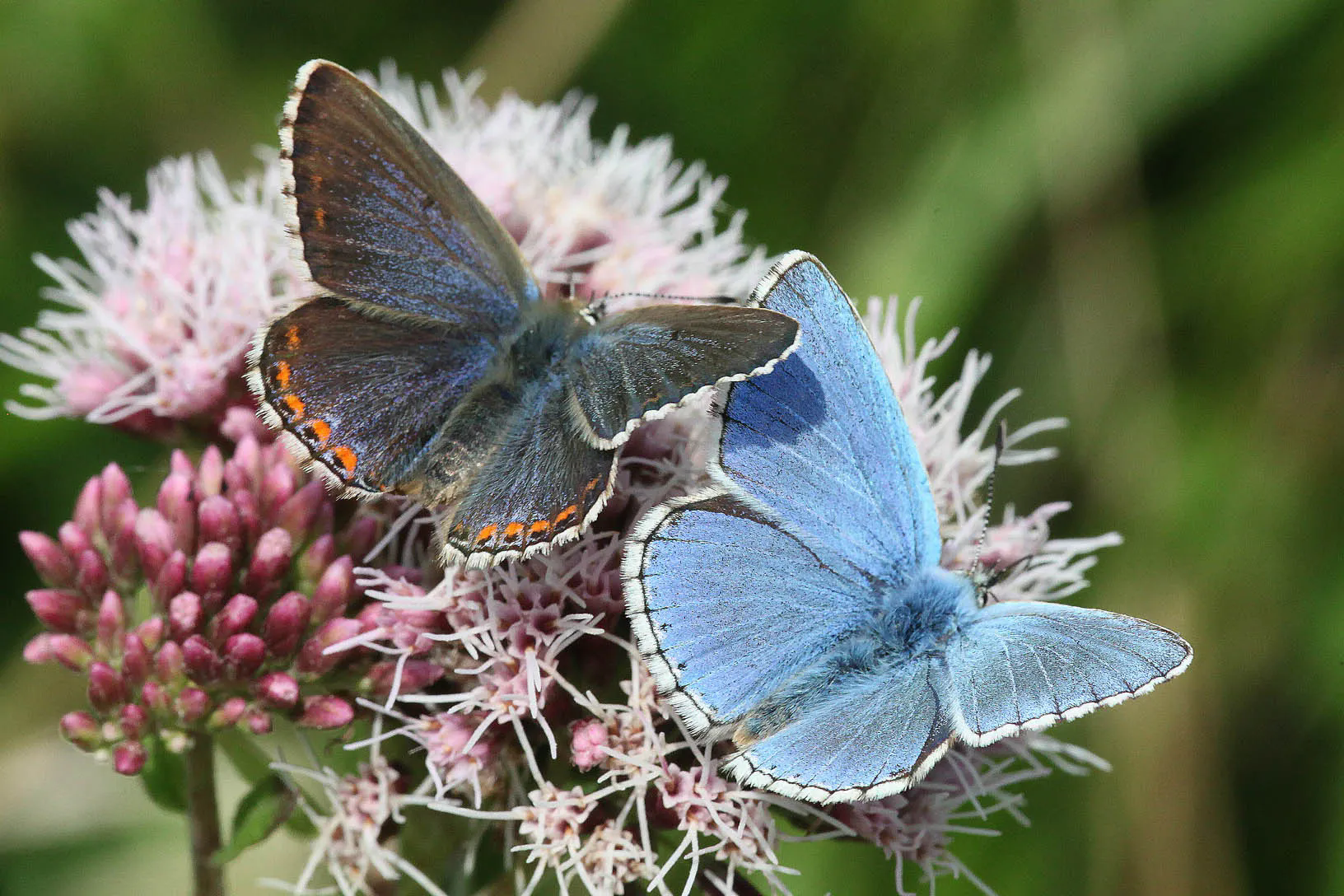 adonis blue butterfly habitat & life cycle fcats (1)