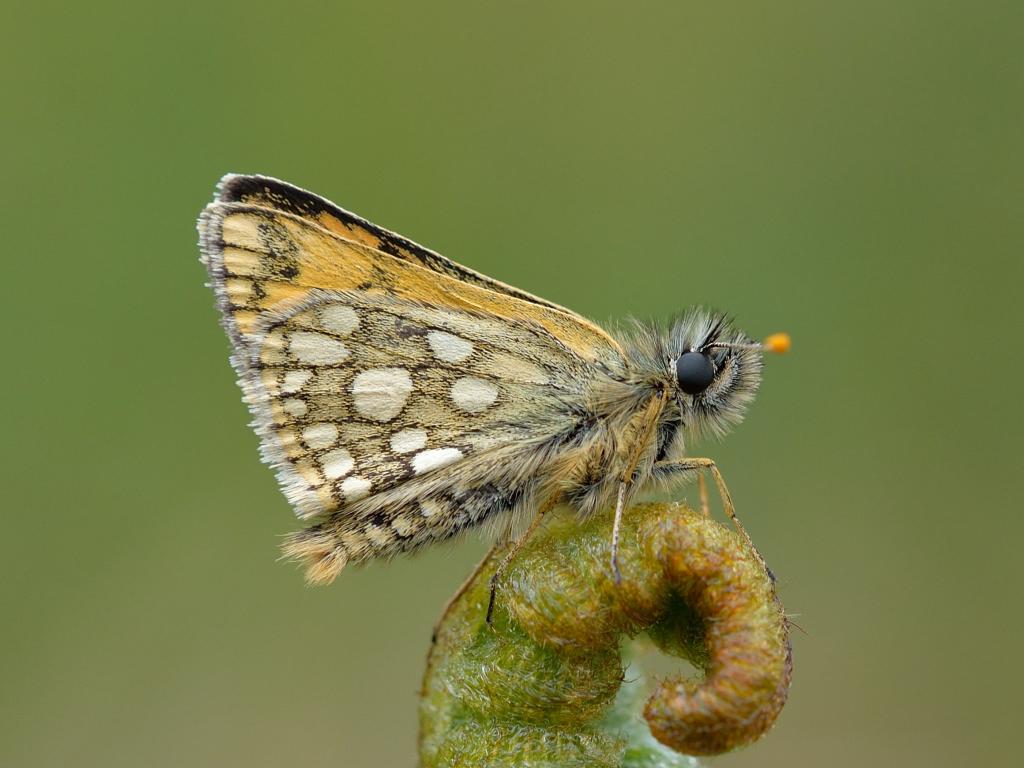 chequered skipper butterfly (2)
