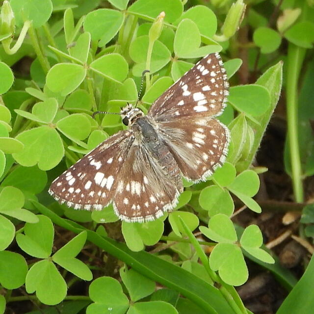 chequered skipper butterfly (8)