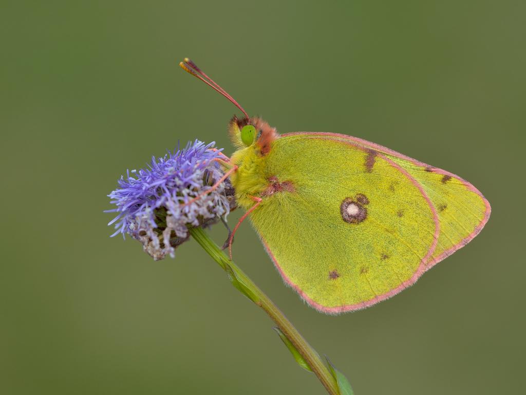 clouded yellow butterfly habitat facts (1)