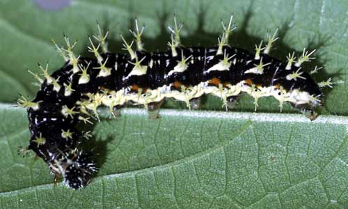 comma butterfly life cycle & habitat facts (2)