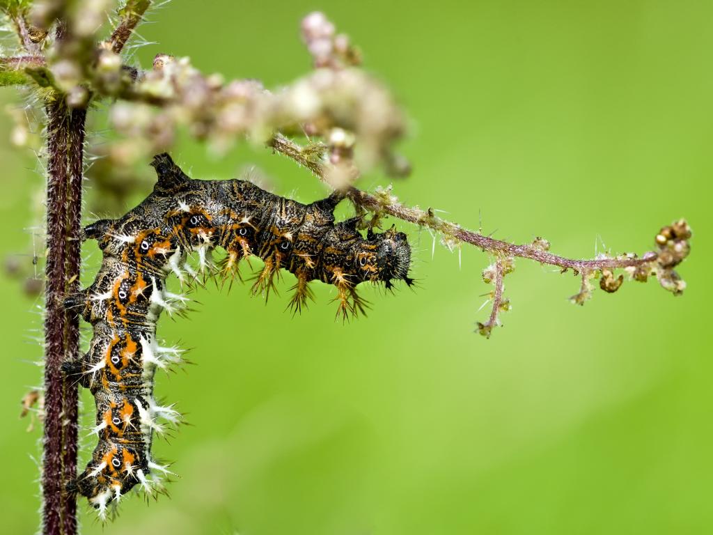 comma butterfly life cycle & habitat facts (2)
