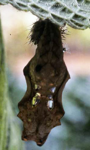 comma butterfly life cycle & habitat facts (3)