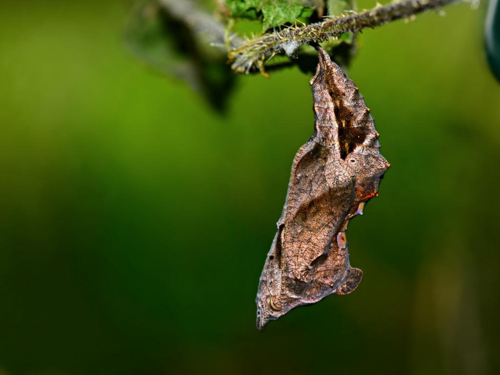 comma butterfly life cycle & habitat facts (3)